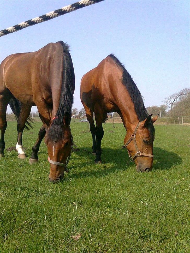 Anden særlig race Ziva Davîd  - ziva til højre... billede 5