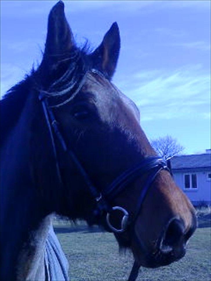 Anden særlig race Ziva Davîd  - ziva med vinterpels billede 6