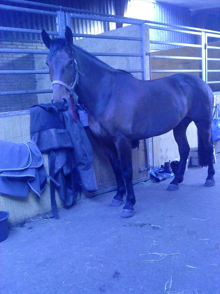Anden særlig race Ziva Davîd  - ziva på stald lige efter hendes vinterpels blev klippet af..  billede 7