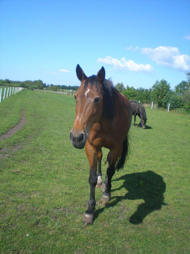 Traver Dear Marika  Himmel hest ( savnet meget) billede 11