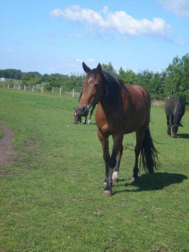 Traver Dear Marika  Himmel hest ( savnet meget) - blank blank eller blank.
taget d . 4/6 11 billede 12