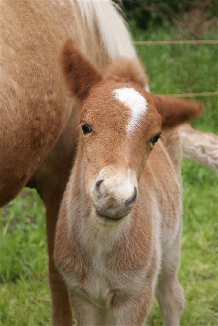Islænder Neisti fra Lysenge billede 5