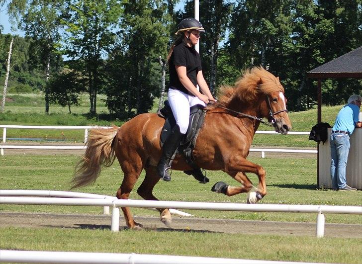 Islænder  Perla frá Úlfsstödum - RIP - Jeg er så stolt af du og jeg Perla, så langt vi er nået - sammen!  billede 17