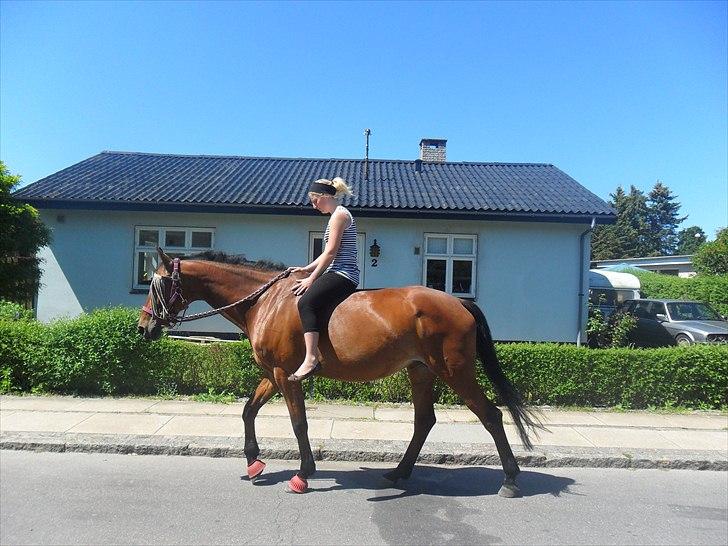 Holstener Pantene Pro-v [tidl. låner] [DØD] - min sidste lille tur på min prinsesse ½ time før hun blev hentet af sine gamle ejer 4/6-11. :'( <3 foto: simone billede 18