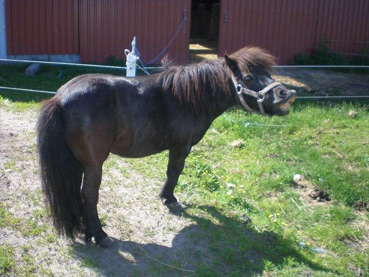 Shetlænder Victoria ( vic ) Himmel pony ( savnet meget ) - puha der er noget der lugter .
taget d. 4/6 11 billede 8