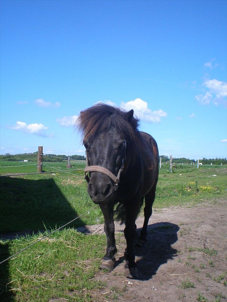 Shetlænder Victoria ( vic ) Himmel pony ( savnet meget ) - taget d. 4 /6 11 billede 9