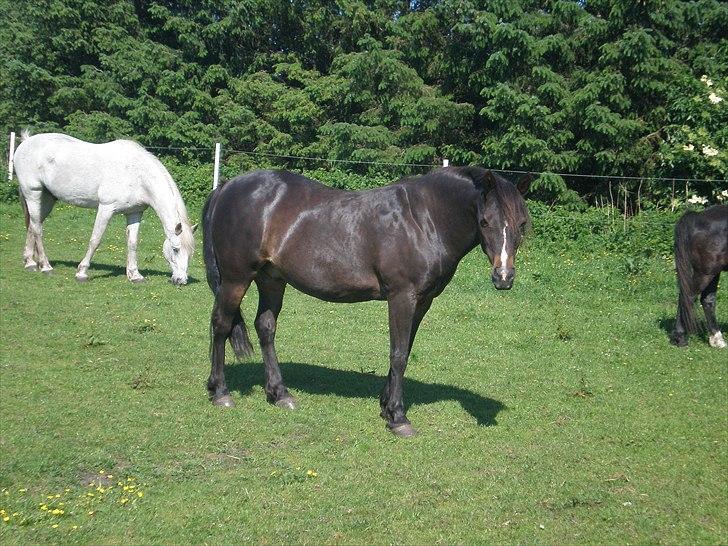 Connemara Elmely's Claudius ( Claus/ klundte)[Meget savnet] - taget d. 4 / 6 11
 billede 8