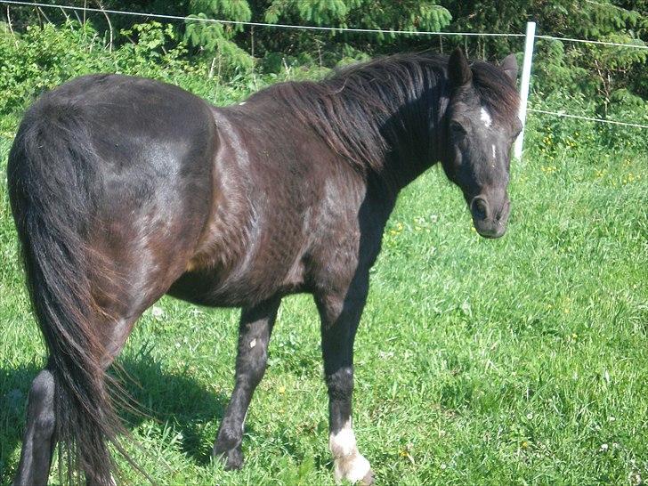 Irsk Sportspony Littel Black Diamond [Altid elsket/ Savnet] - taget d. 4-6-11 billede 8