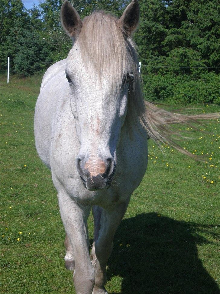 Connemara Hedegården's Sultan  [SAVNET UBESKRIVELIGT MEGET] - taget d . 4-6.11 billede 5