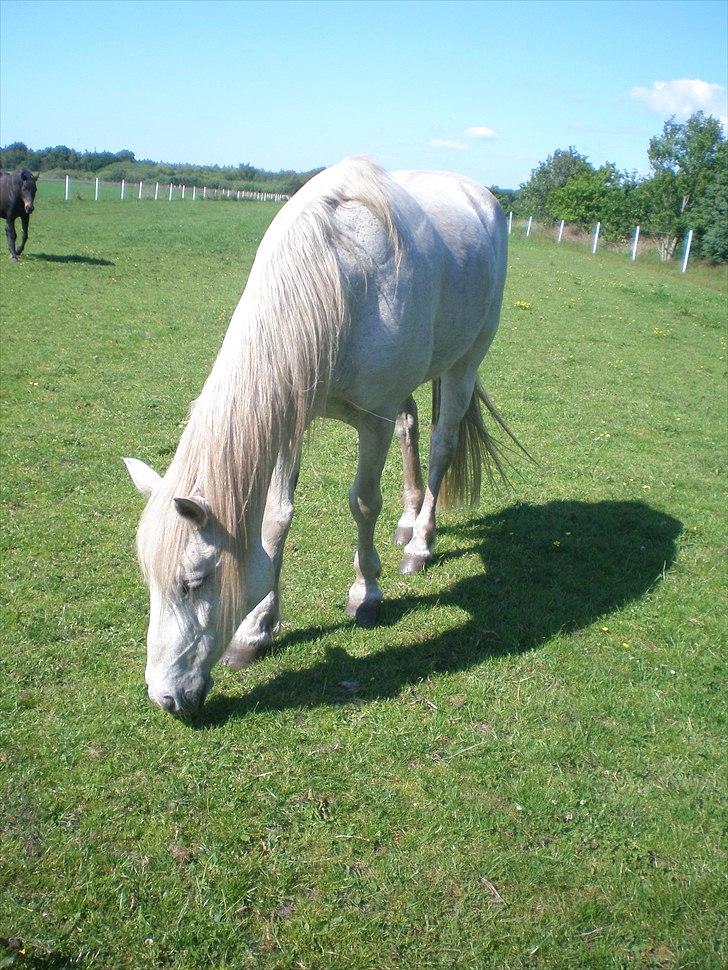 Connemara Hedegården's Sultan  [SAVNET UBESKRIVELIGT MEGET] - Taget d. 04-06-11 billede 6