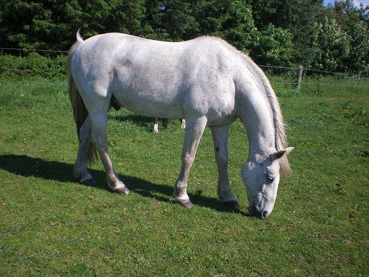 Connemara Hedegården's Sultan  [SAVNET UBESKRIVELIGT MEGET] - taget d. 04-06-11 billede 7