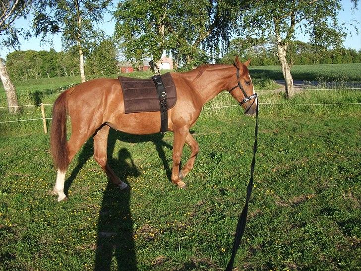 Anden særlig race Erika billede 9