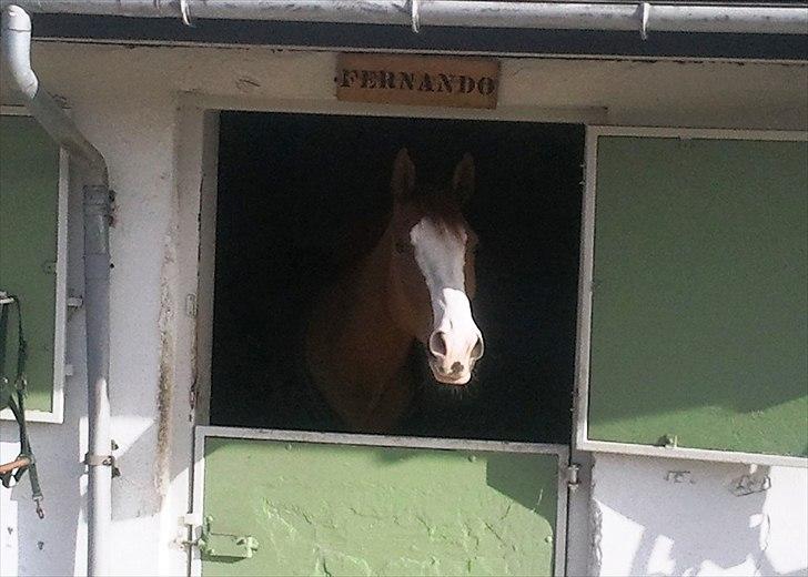 Palomino Crown´s Fernando - R.I.P. - Er lige flyttet til sin udendørsboks ;O) billede 2