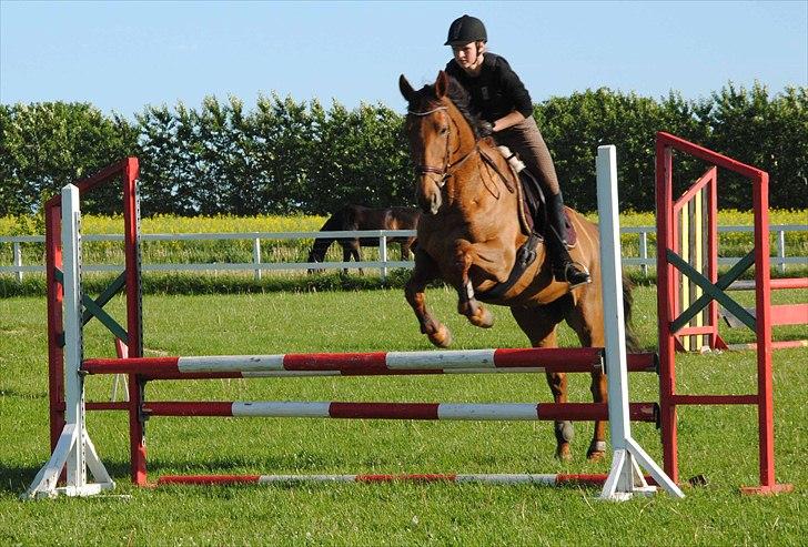 Trakehner Herbstrose - træning i aulum! billede 13