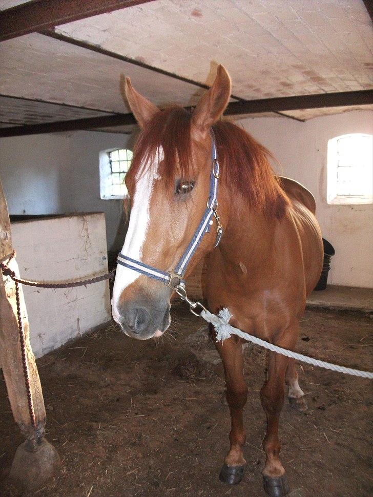 Anden særlig race Erika billede 10