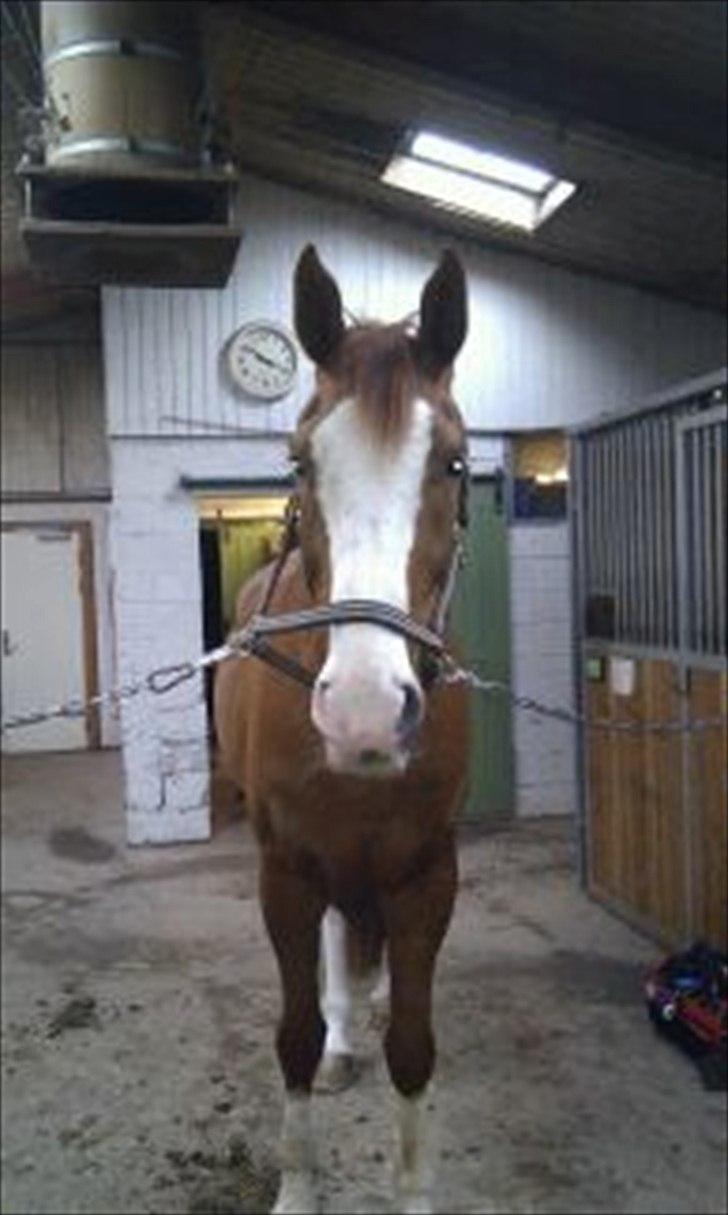 Palomino Crown´s Fernando - R.I.P. - Vi er lige ankommet til stalden billede 10