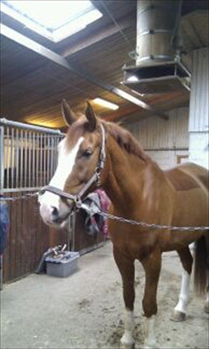 Palomino Crown´s Fernando - R.I.P. - 2 dage efter ankomst, stadig mager, men det skal vi nok få lavet om på ;O) billede 11