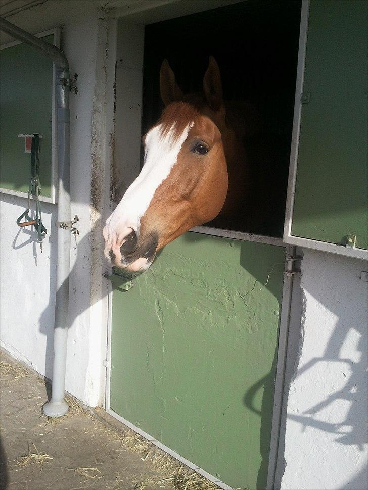 Palomino Crown´s Fernando - R.I.P. - Nyder lige solen i min boks billede 1