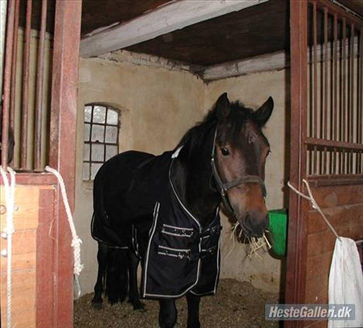 New Forest Romeo's Chicco  - i boksen  billede 3