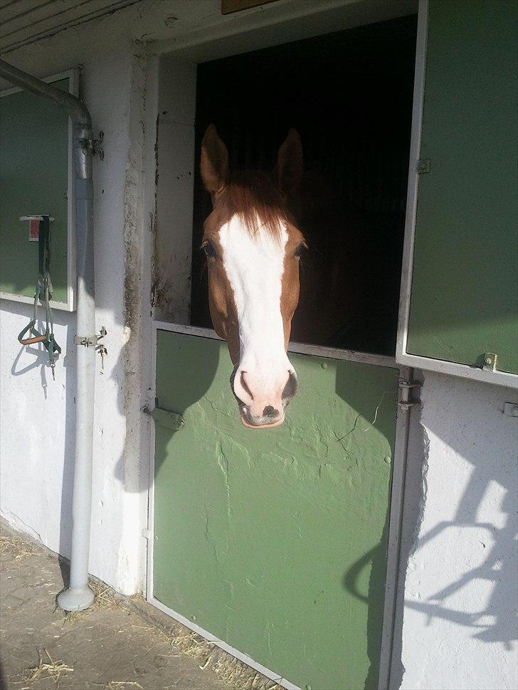 Palomino Crown´s Fernando - R.I.P. - Afslappende at flytte udenfor  billede 3