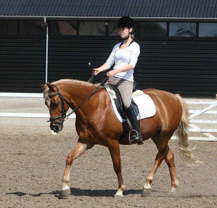 Tysk Sportspony Bukéfalos billede 7