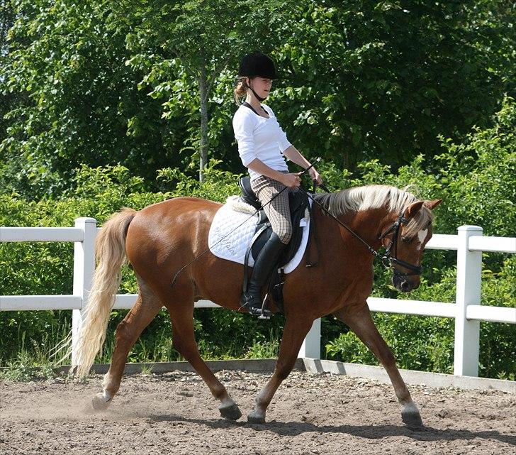 Tysk Sportspony Bukéfalos billede 14