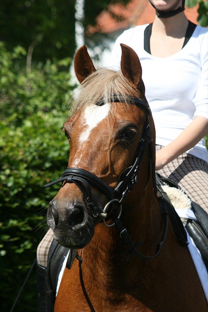 Tysk Sportspony Bukéfalos billede 3