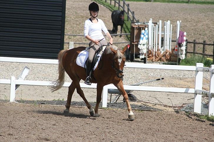 Tysk Sportspony Bukéfalos billede 2