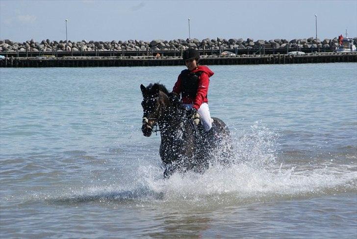 New Forest Romeo's Chicco - Tak fordi du gav mig mulighed for at ride jagt, du gjorde et fantastisk stykke arbejde ! ♥ billede 9