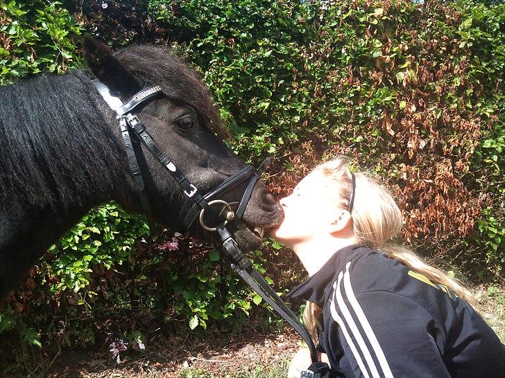 Shetlænder Mads Bølle - myys myys<3 billede 13