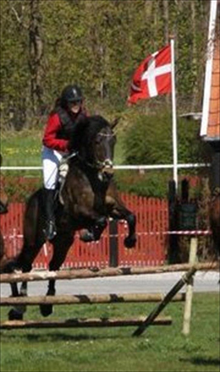 New Forest Romeo's Chicco - Jeg glemmer aldrig den tur !! ♥ billede 10