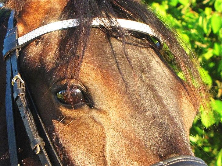 DSP Røgilds Dominique billede 9