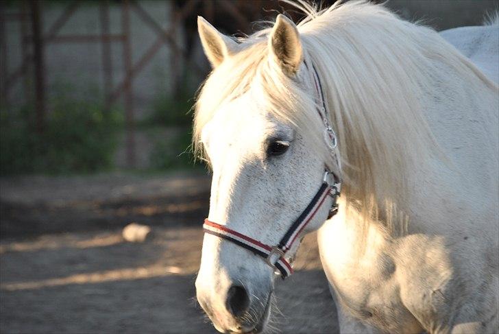 Anden særlig race Vilstrands Luffe billede 3