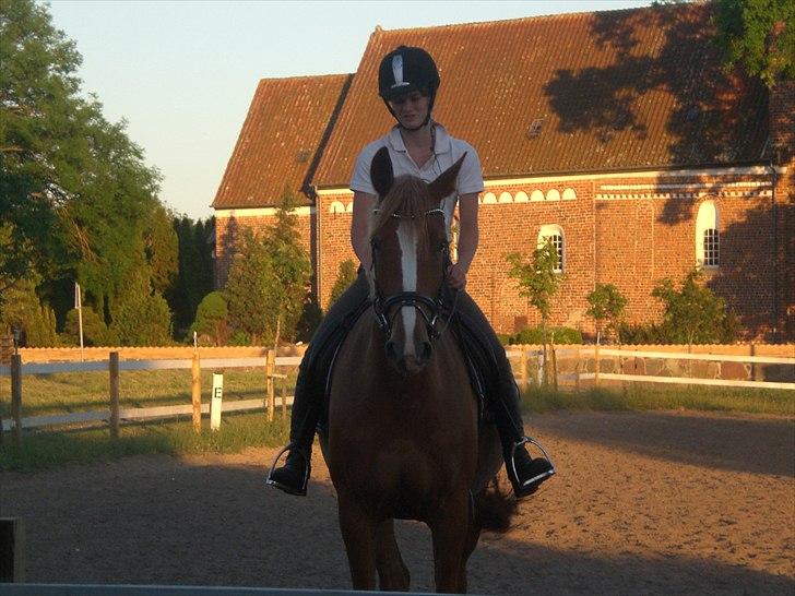 Dansk Varmblod amika - velkommen til amika's profil. :)  billede 1