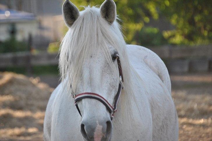 Anden særlig race Vilstrands Luffe billede 4