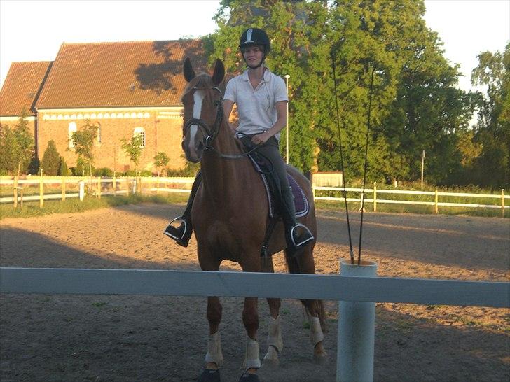 Dansk Varmblod amika - vi passer bare så godt sammen !  billede 2