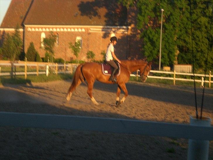 Dansk Varmblod amika billede 3