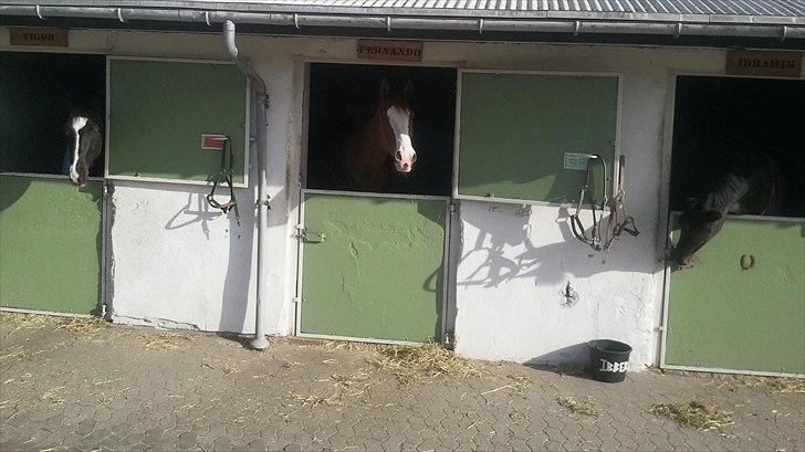 Palomino Crown´s Fernando - R.I.P. - Her ses jeg sammen med min foldbody Ibber og min sidekammerat Viggo billede 9