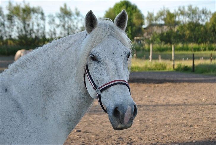 Anden særlig race Vilstrands Luffe billede 5