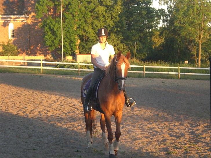 Dansk Varmblod amika billede 4