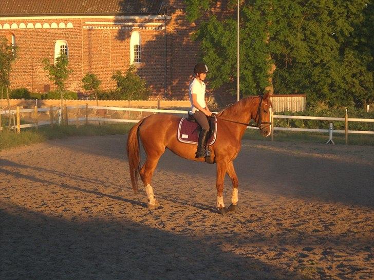 Dansk Varmblod amika billede 5