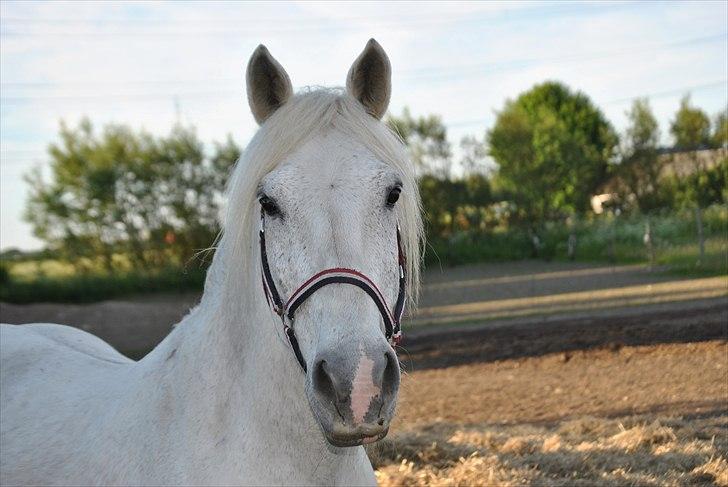 Anden særlig race Vilstrands Luffe billede 6