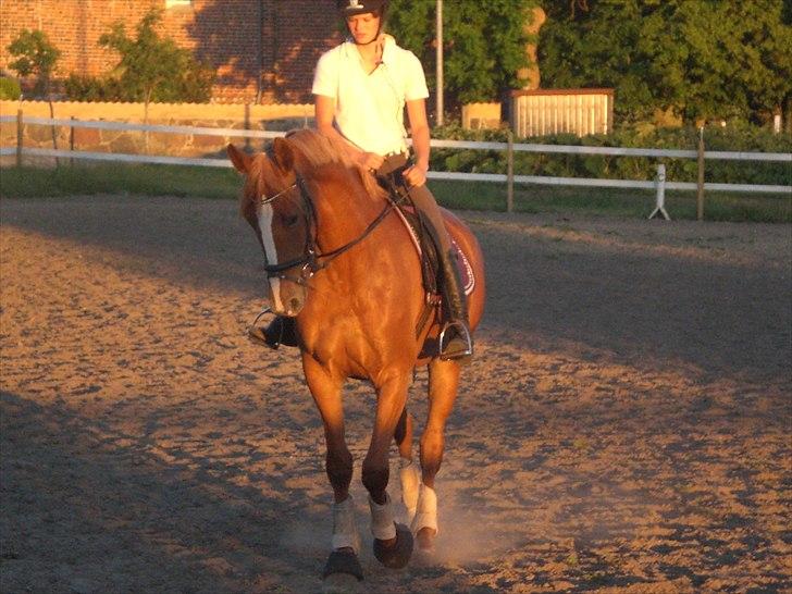 Dansk Varmblod amika billede 6