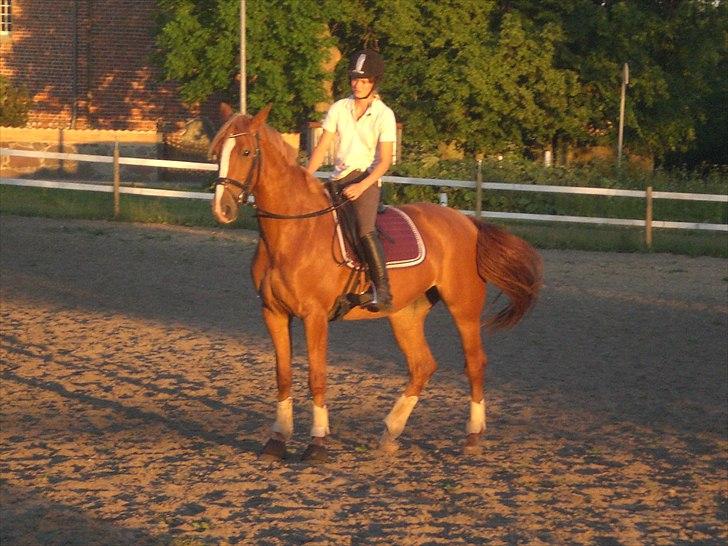 Dansk Varmblod amika billede 7