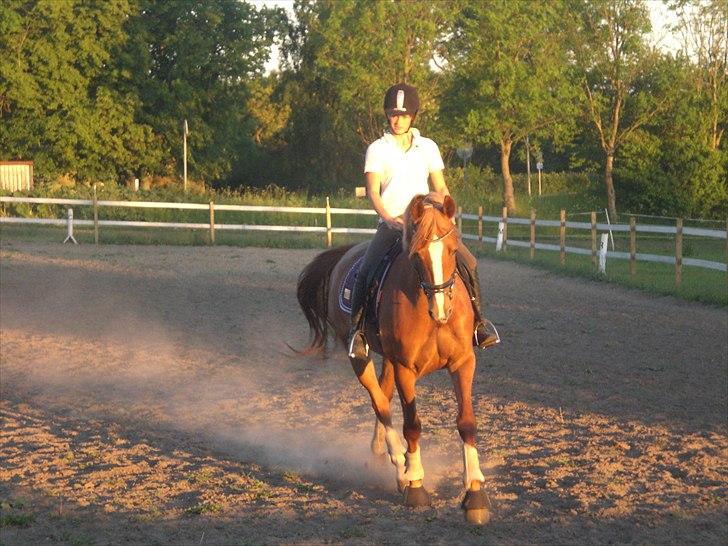 Dansk Varmblod amika billede 8