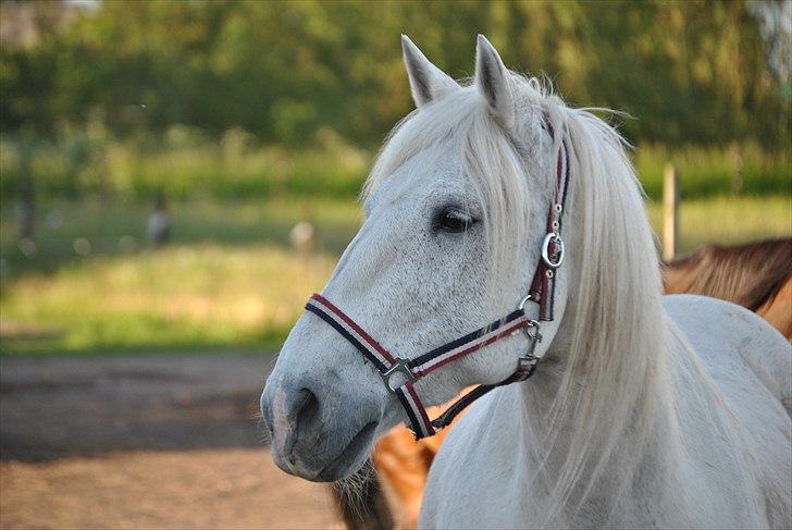 Anden særlig race Vilstrands Luffe billede 2