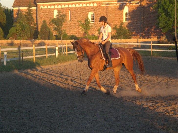 Dansk Varmblod amika - hun er begyndt at lave nogen rigtig fine øgninger !  billede 9