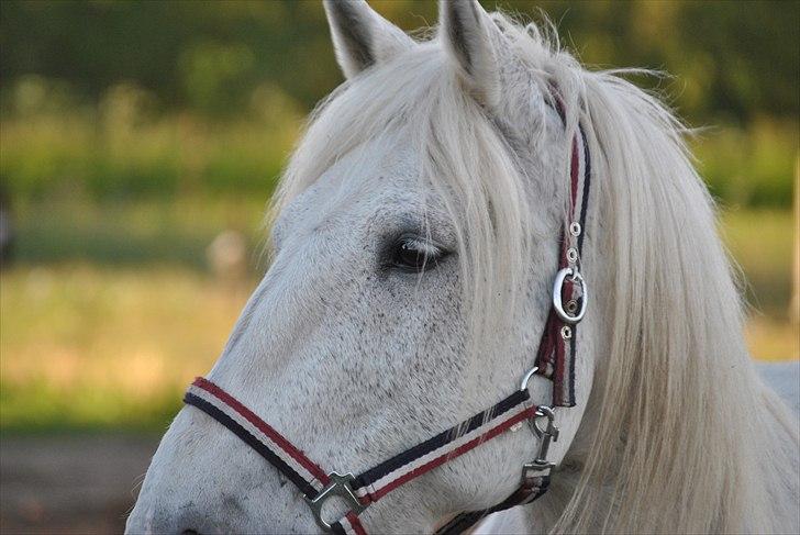 Anden særlig race Vilstrands Luffe billede 7