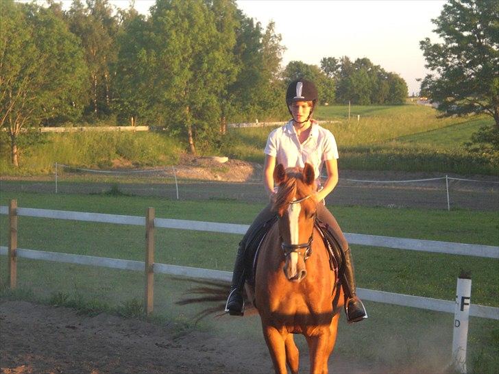 Dansk Varmblod amika - smükkeh <3  billede 10