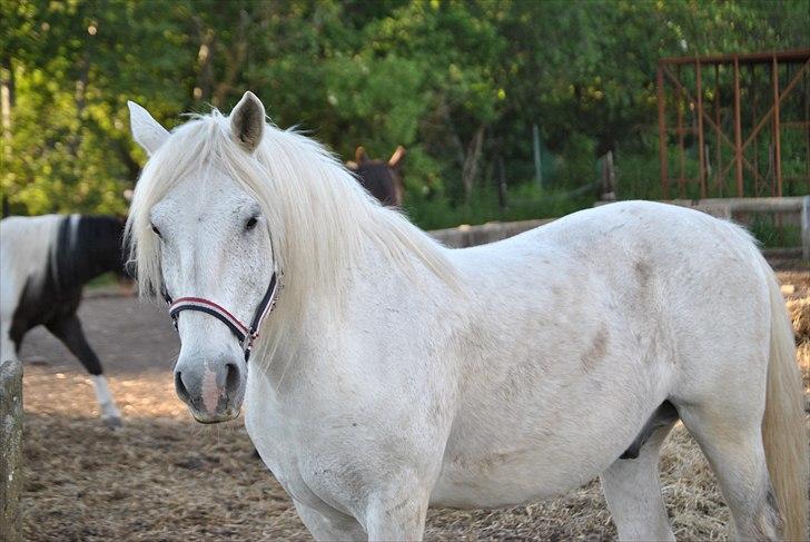 Anden særlig race Vilstrands Luffe billede 8
